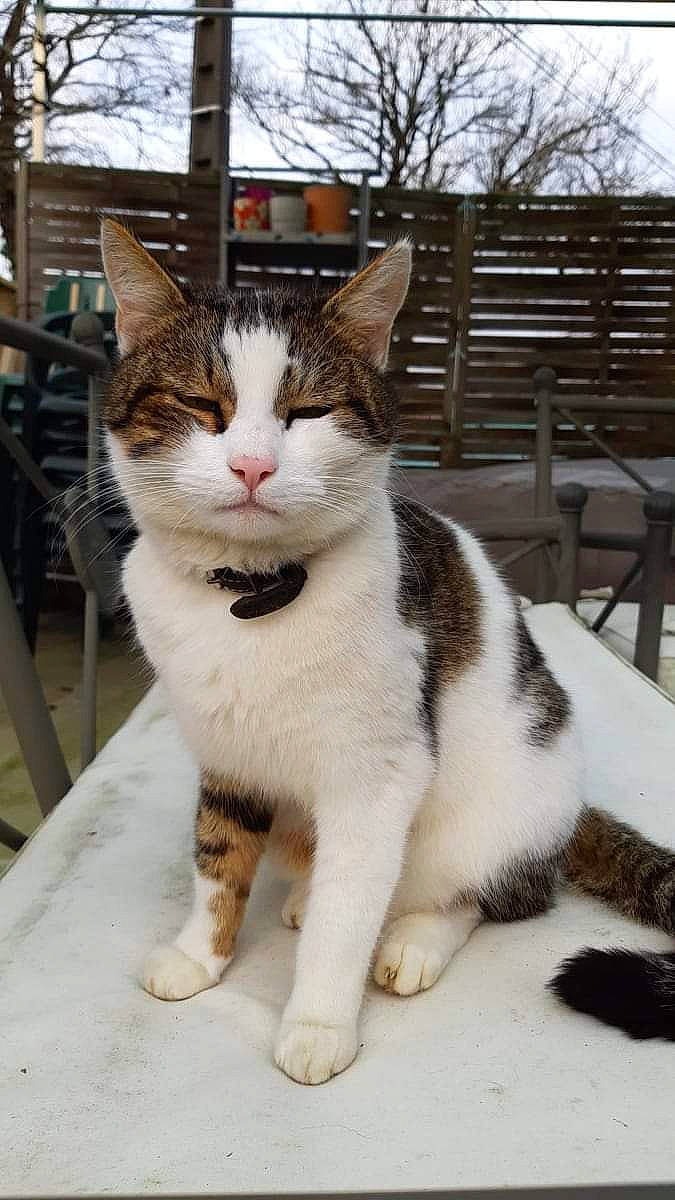 Minou a rejoint le concours — aidez-le/la à gagner de superbes lots ! building, carnivore, cat, domestic_short_haired_cat, felidae, fur, paw, sitting, sky, small_to_medium_sized_cats, snout, tail, terrestrial_animal, tree, whiskers, window