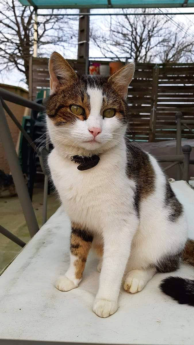 Minou participe au concours pour gagner de l'argent avec cette photo : carnivore, cat, claw, domestic_short_haired_cat, eye, felidae, fur, paw, plant, sitting, sky, small_to_medium_sized_cats, snout, tail, terrestrial_animal, tree, whiskers, window, winter