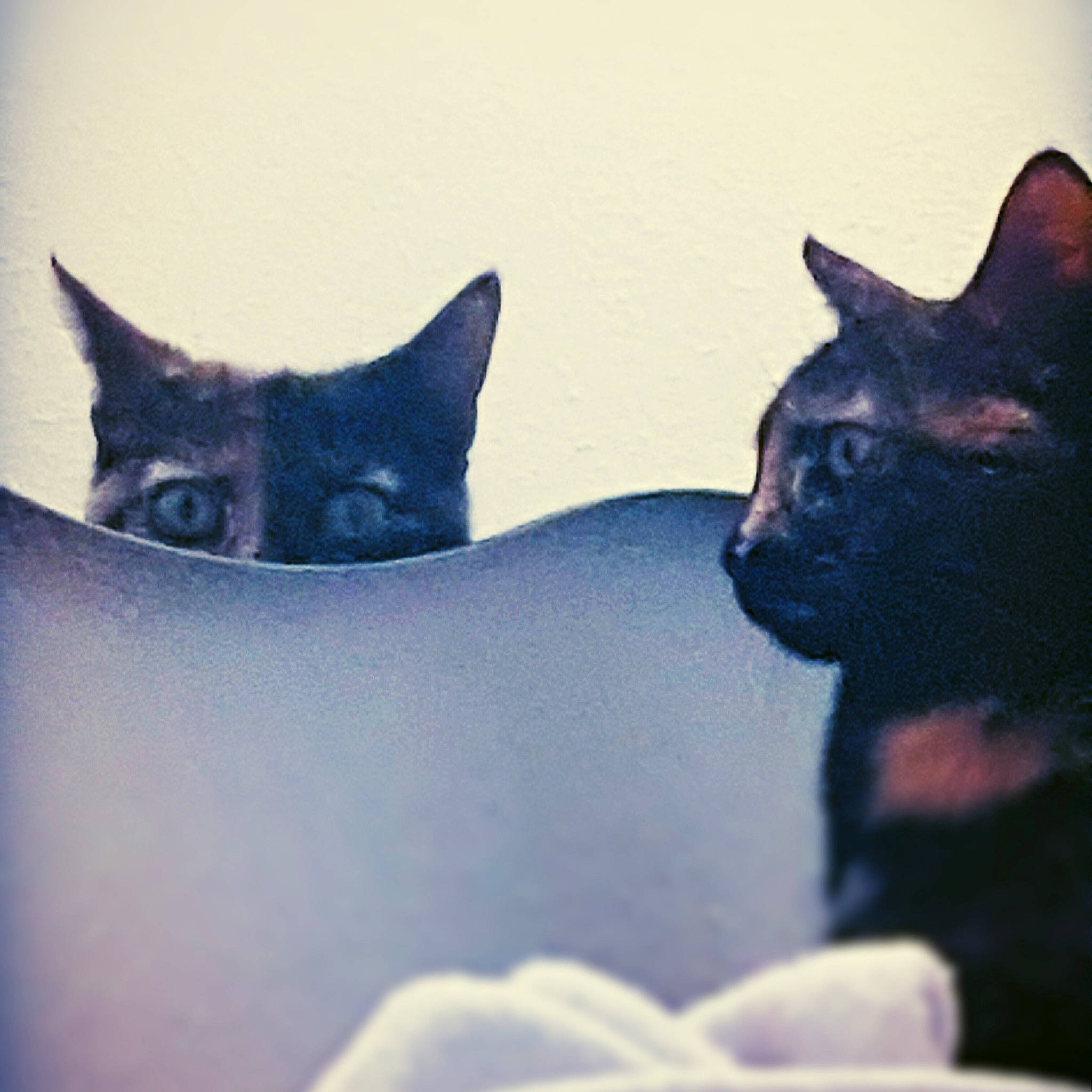 Bulle participe au concours pour gagner de l'argent avec cette photo : bombay, carnivore, cat, cat_supply, close_up, comfort, domestic_short_haired_cat, electric_blue, eye, felidae, fur, iris, organism, sky, small_to_medium_sized_cats, snout, square, tail, tints_and_shades, whiskers