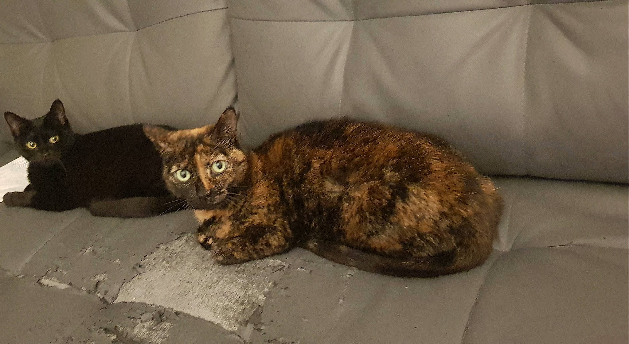 Bulle a rejoint le concours — aidez-le/la à gagner de superbes lots ! bed, brown, carnivore, cat, cat_supply, comfort, couch, domestic_short_haired_cat, felidae, fur, pet_supply, room, small_to_medium_sized_cats, snout, tail, terrestrial_animal, whiskers