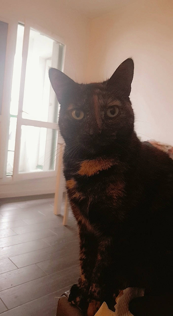 Bulle a rejoint le concours — aidez-le/la à gagner de superbes lots ! black_cat, bombay, carnivore, cat, claw, domestic_short_haired_cat, eye, fawn, felidae, flooring, fur, hardwood, sitting, small_to_medium_sized_cats, snout, tail, terrestrial_animal, whiskers, window, wood