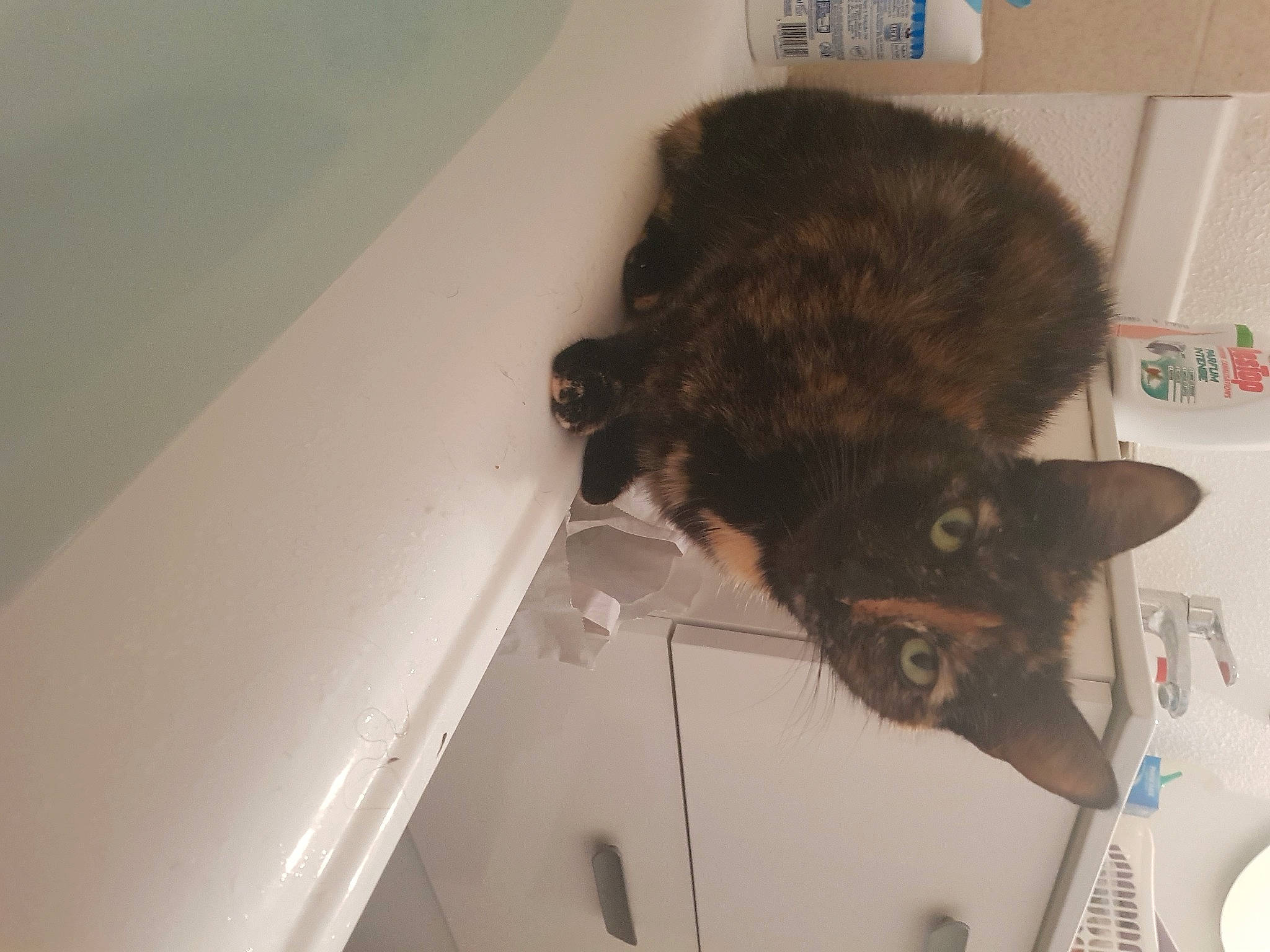 Bulle a rejoint le concours — aidez-le/la à gagner de superbes lots ! black_cat, brown, canidae, carnivore, cat, dog_breed, domestic_short_haired_cat, felidae, flooring, fur, hardwood, room, small_to_medium_sized_cats, sporting_group, tail, whiskers, wood