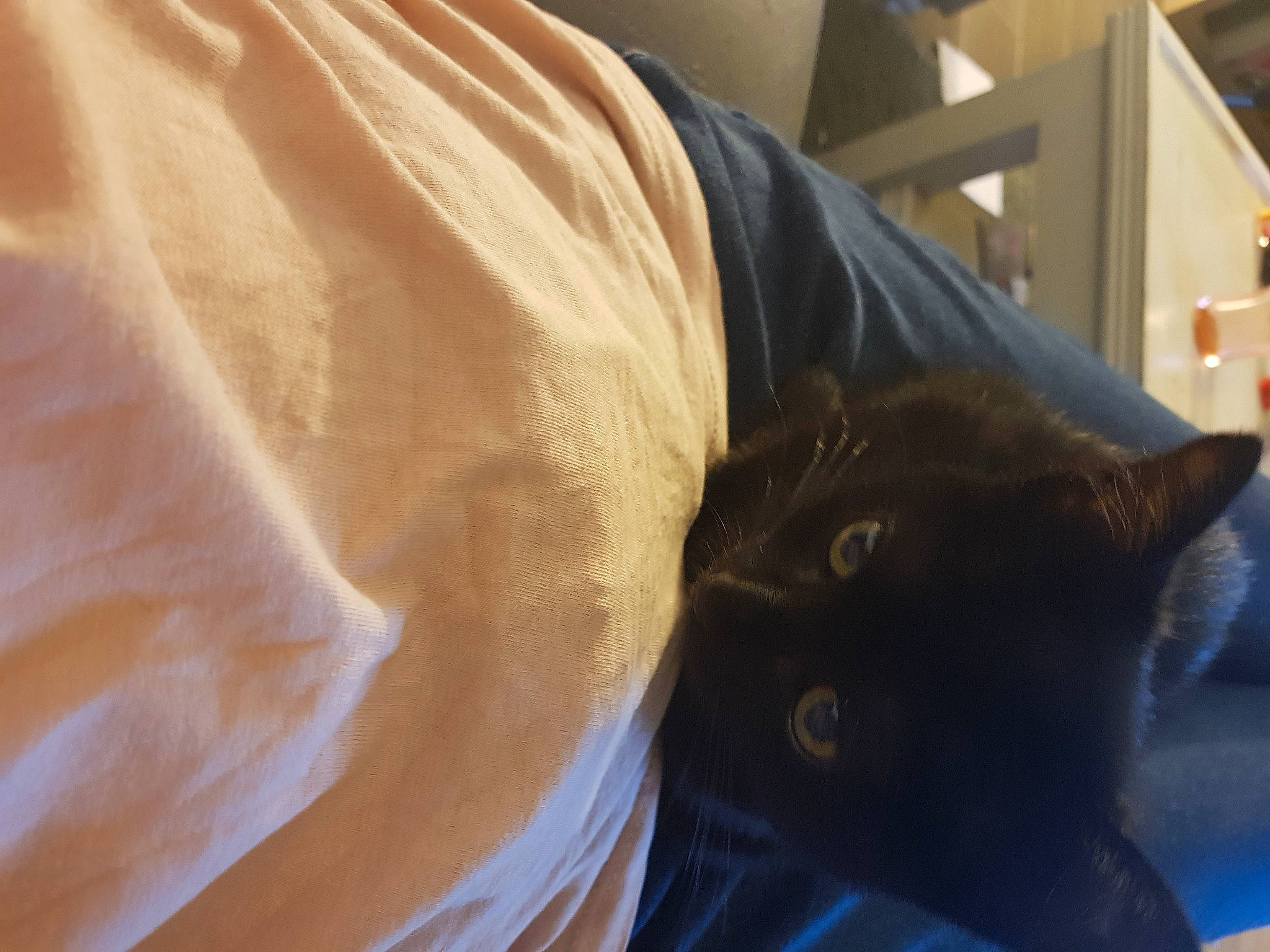 Sakura participe au concours pour gagner de l'argent avec cette photo : bed, bed_sheet, bedding, black_cat, carnivore, cat, comfort, domestic_short_haired_cat, fawn, felidae, fur, hardwood, linens, room, sleeve, small_to_medium_sized_cats, tail, textile, whiskers, wood