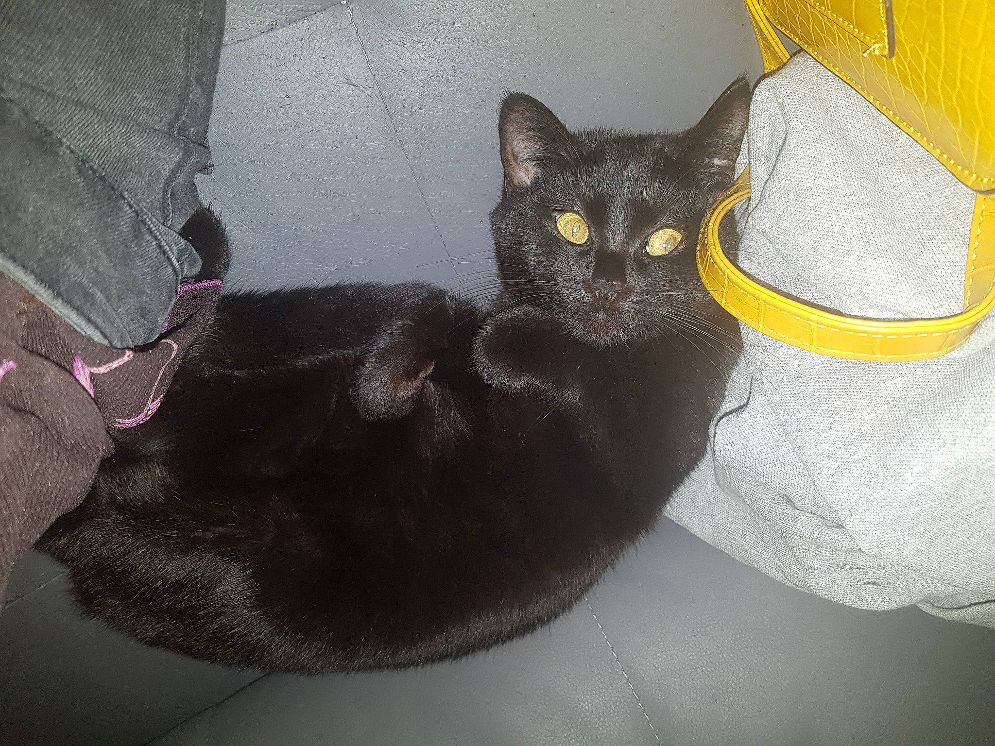 Sakura a rejoint le concours — aidez-le/la à gagner de superbes lots ! bag, black_cat, carnivore, cat, cat_supply, claw, comfort, couch, domestic_short_haired_cat, ear, eye, felidae, fur, grey, havana_brown, sitting, small_to_medium_sized_cats, snout, tail, whiskers