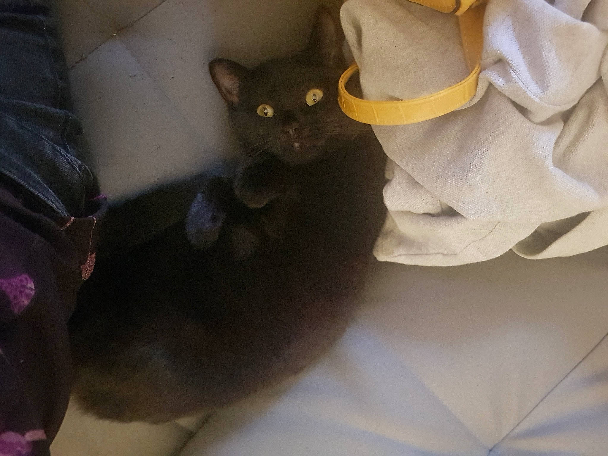 Sakura a rejoint le concours — aidez-le/la à gagner de superbes lots ! automotive_tire, automotive_wheel_system, black_cat, carnivore, cat, comfort, domestic_short_haired_cat, felidae, fur, grey, paper, paper_bag, paper_product, rim, sleeve, small_to_medium_sized_cats, snout, tail, whiskers