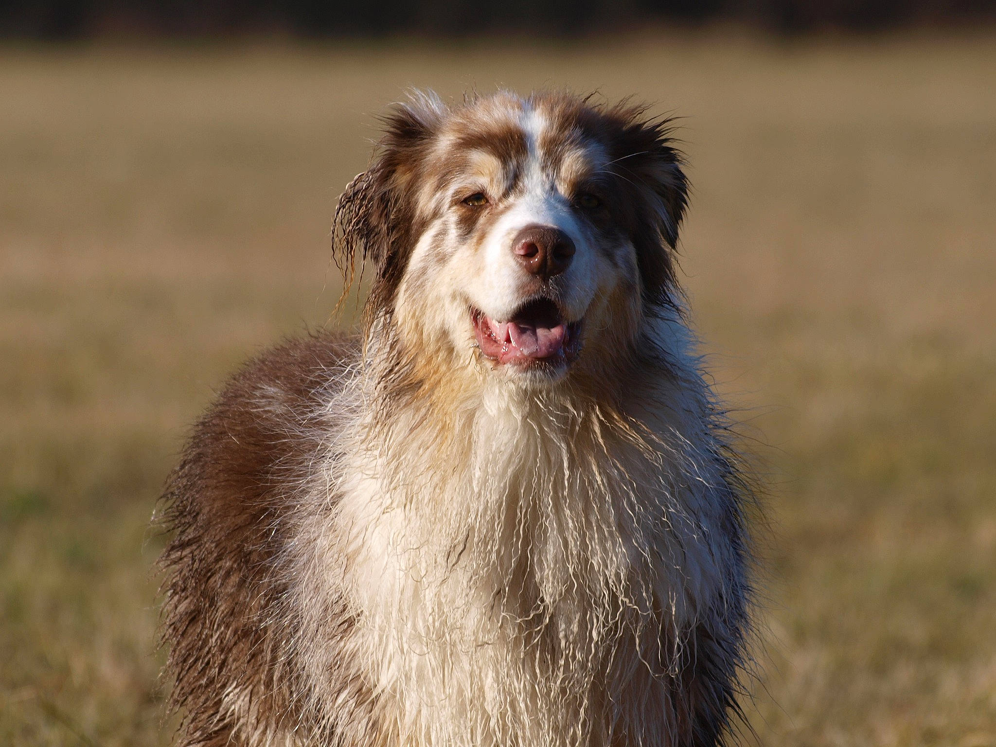 Arrow a rejoint le concours — aidez-le/la à gagner de superbes lots ! canidae, carnivore, companion_dog, dog, dog_breed, fang, field, fur, grass, grassland, herding_dog, plant, shout, snout, sporting_group, terrestrial_animal, whiskers, working_animal, working_dog