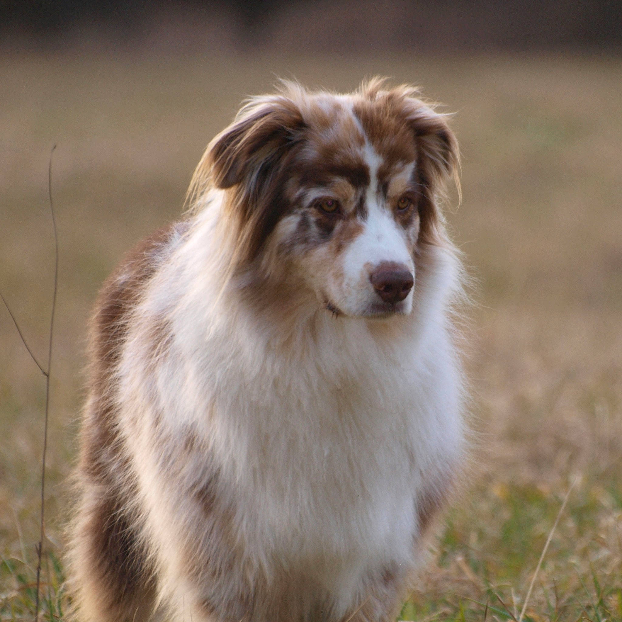 Arrow a rejoint le concours — aidez-le/la à gagner de superbes lots ! australian_collie, australian_shepherd, canidae, carnivore, companion_dog, dog, dog_breed, fawn, fur, grass, herding_dog, plant, sporting_group, terrestrial_animal, whiskers, wildlife, working_animal, working_dog