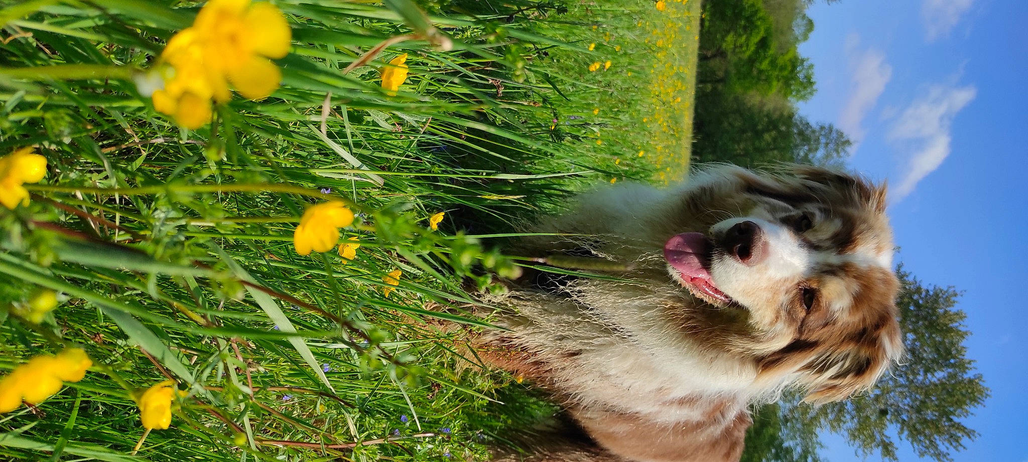 Arrow a rejoint le concours — aidez-le/la à gagner de superbes lots ! annual_plant, ball, canidae, carnivore, collar, companion_dog, dog, dog_breed, fawn, flower, flowering_plant, grass, groundcover, herbaceous_plant, liver, petal, plant, snout, whiskers, working_animal