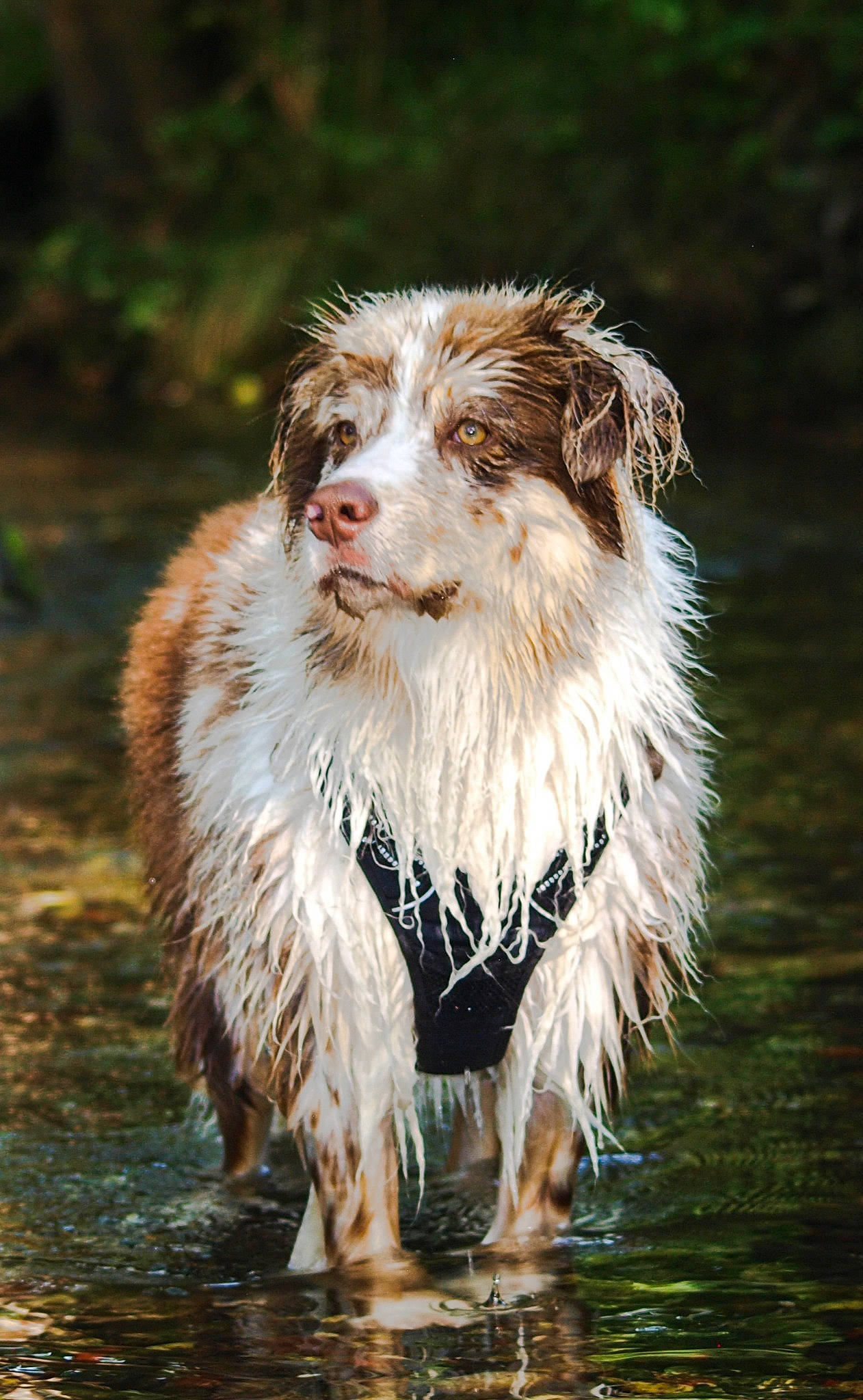 Arrow participe au concours pour gagner de l'argent avec cette photo : border_collie, canidae, carnivore, companion_dog, dog, dog_breed, fawn, fur, grass, gun_dog, lake, liver, plant, snout, sporting_group, terrestrial_animal, tree, water, whiskers, working_dog
