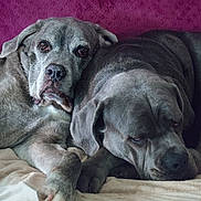 Léone a rejoint le concours — aidez-le/la à gagner de superbes lots ! dog, canine, pet, snuggling, resting, gray_coat, companion, indoor, blanket, bed, closeup, animal, friendship, relaxing, two_dogs, mammal, cute, cozy, fur, portrait
