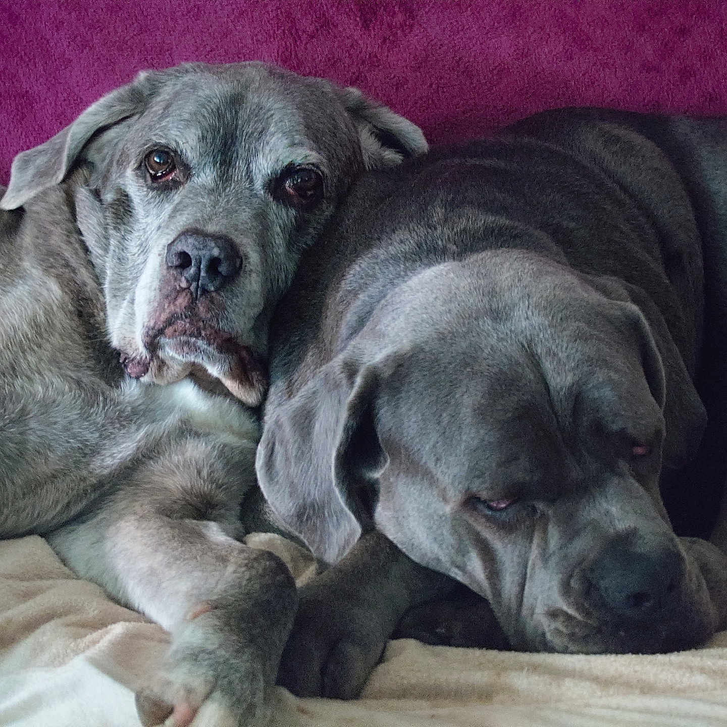Léone a rejoint le concours — aidez-le/la à gagner de superbes lots ! dog, canine, pet, snuggling, resting, gray_coat, companion, indoor, blanket, bed, closeup, animal, friendship, relaxing, two_dogs, mammal, cute, cozy, fur, portrait