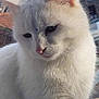 animal, calm, cat, close_up, cute, daylight, domestic_animal, ears, face, fur, mammal, nature, nose, outdoor, pet, roof, sky, soft_light, whiskers, white_cat