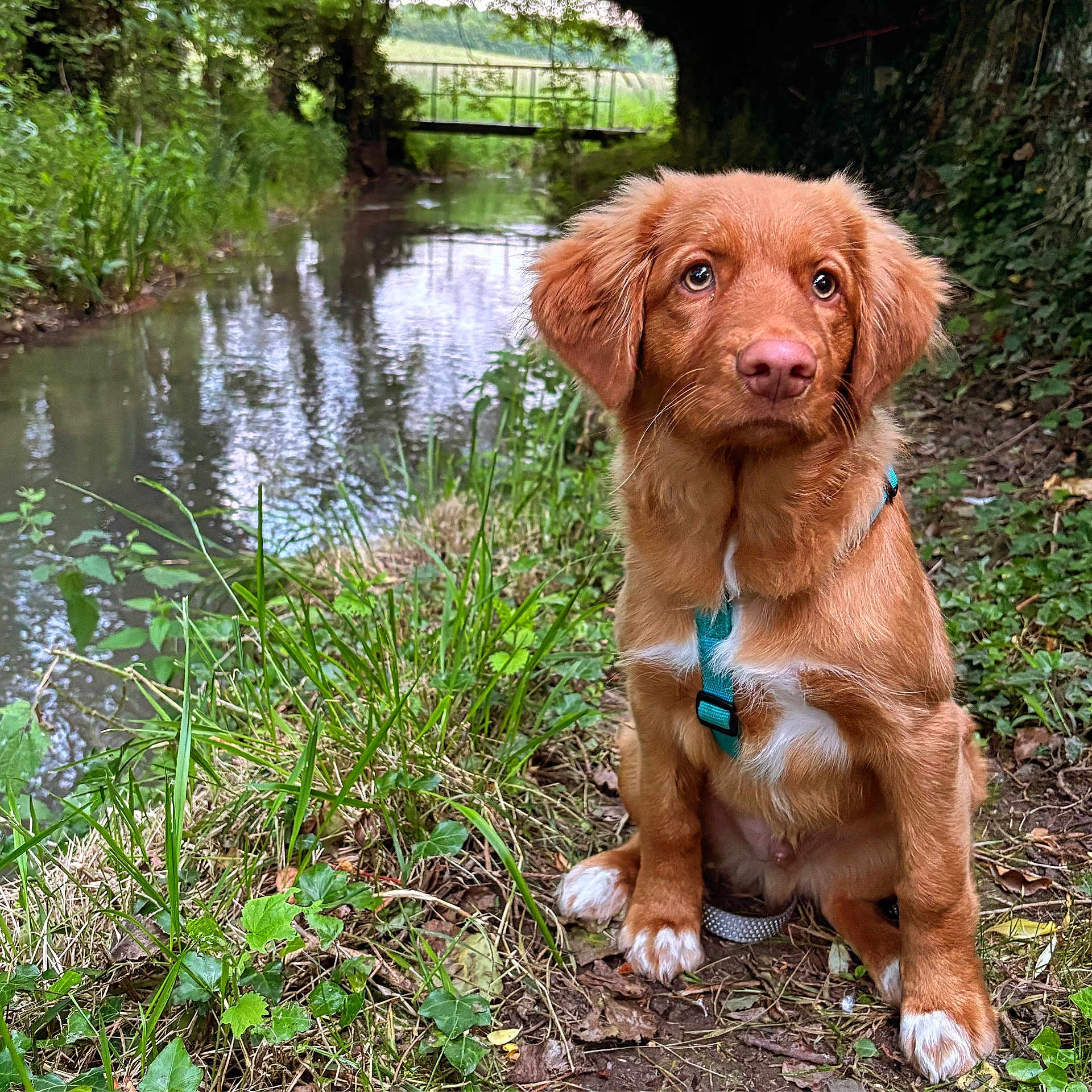 Valko