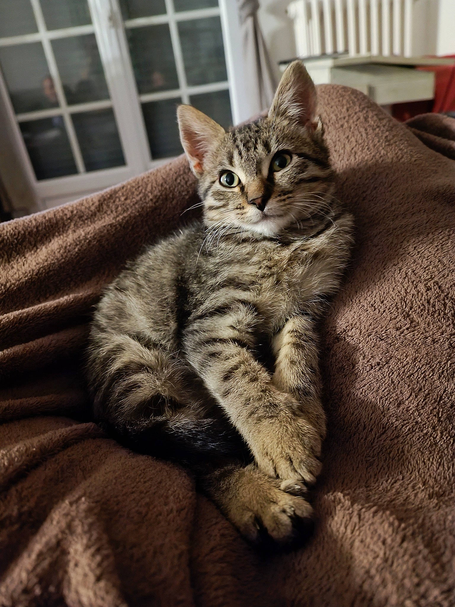 Tixy a rejoint le concours — aidez-le/la à gagner de superbes lots ! carnivore, cat, claw, comfort, domestic_short_haired_cat, felidae, fur, grey, paw, sitting, small_to_medium_sized_cats, snout, tail, terrestrial_animal, whiskers, window