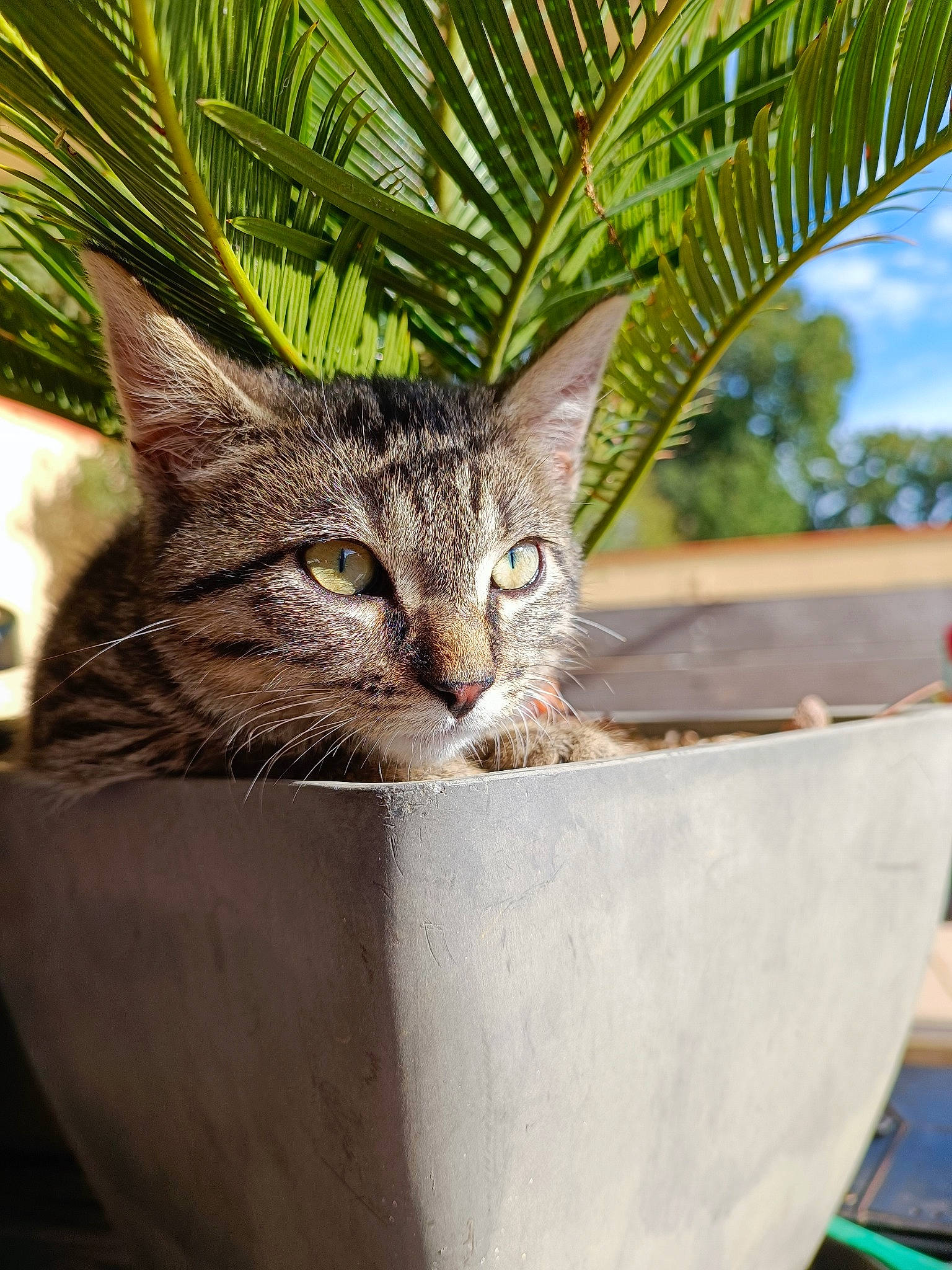 Tixy a rejoint le concours — aidez-le/la à gagner de superbes lots ! arecales, carnivore, cat, conifer, domestic_short_haired_cat, felidae, fur, grass, houseplant, palm_tree, plant, small_to_medium_sized_cats, tail, terrestrial_plant, tree, trunk, whiskers, wildlife, window, wood