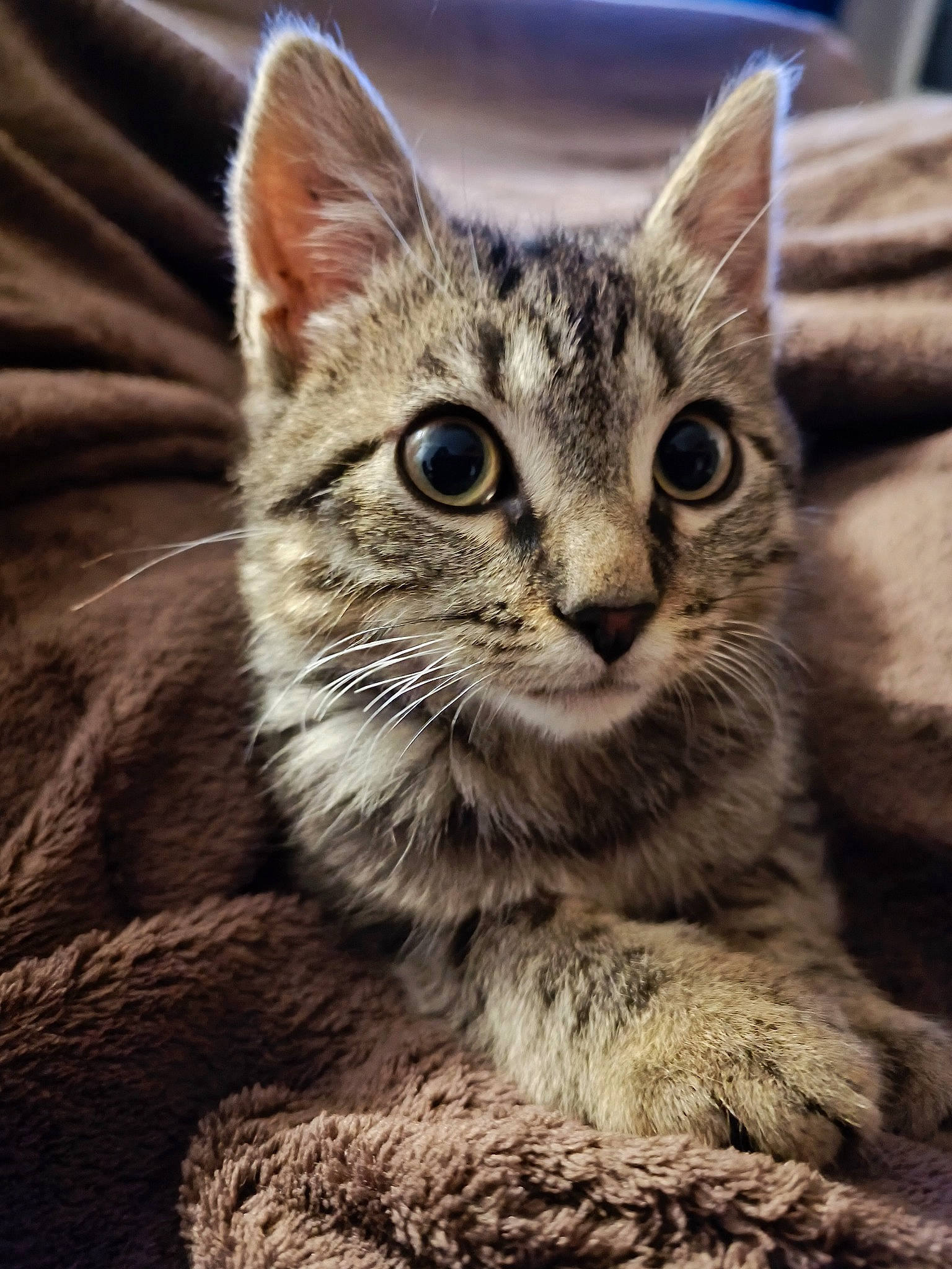 Tixy participe au concours pour gagner de l'argent avec cette photo : carnivore, cat, claw, domestic_short_haired_cat, felidae, fur, paw, photo_caption, sitting, small_to_medium_sized_cats, snout, terrestrial_animal, tree, whiskers, wildlife, window