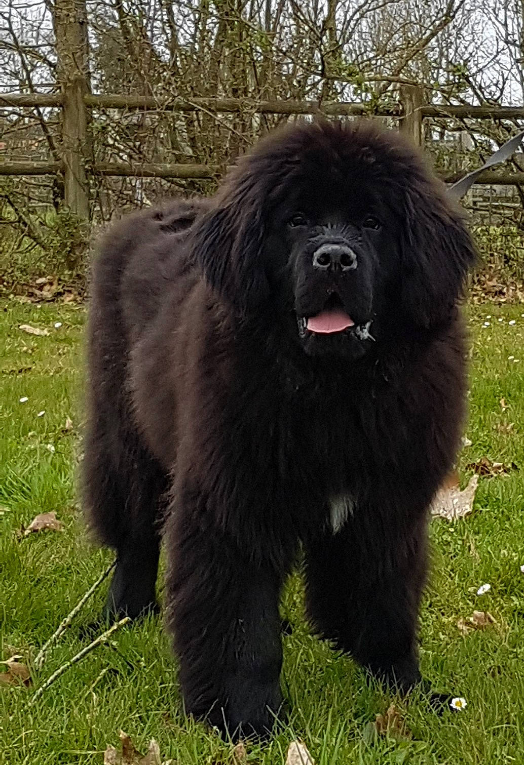 Roxy participe au concours pour gagner de l'argent avec cette photo : carnivore, companion_dog, dog, dog_breed, flesh, foot, fur, gaddi_kutta, giant_dog_breed, grass, liver, plant, snout, sporting_group, terrestrial_animal, tree, wildlife, working_animal, working_dog