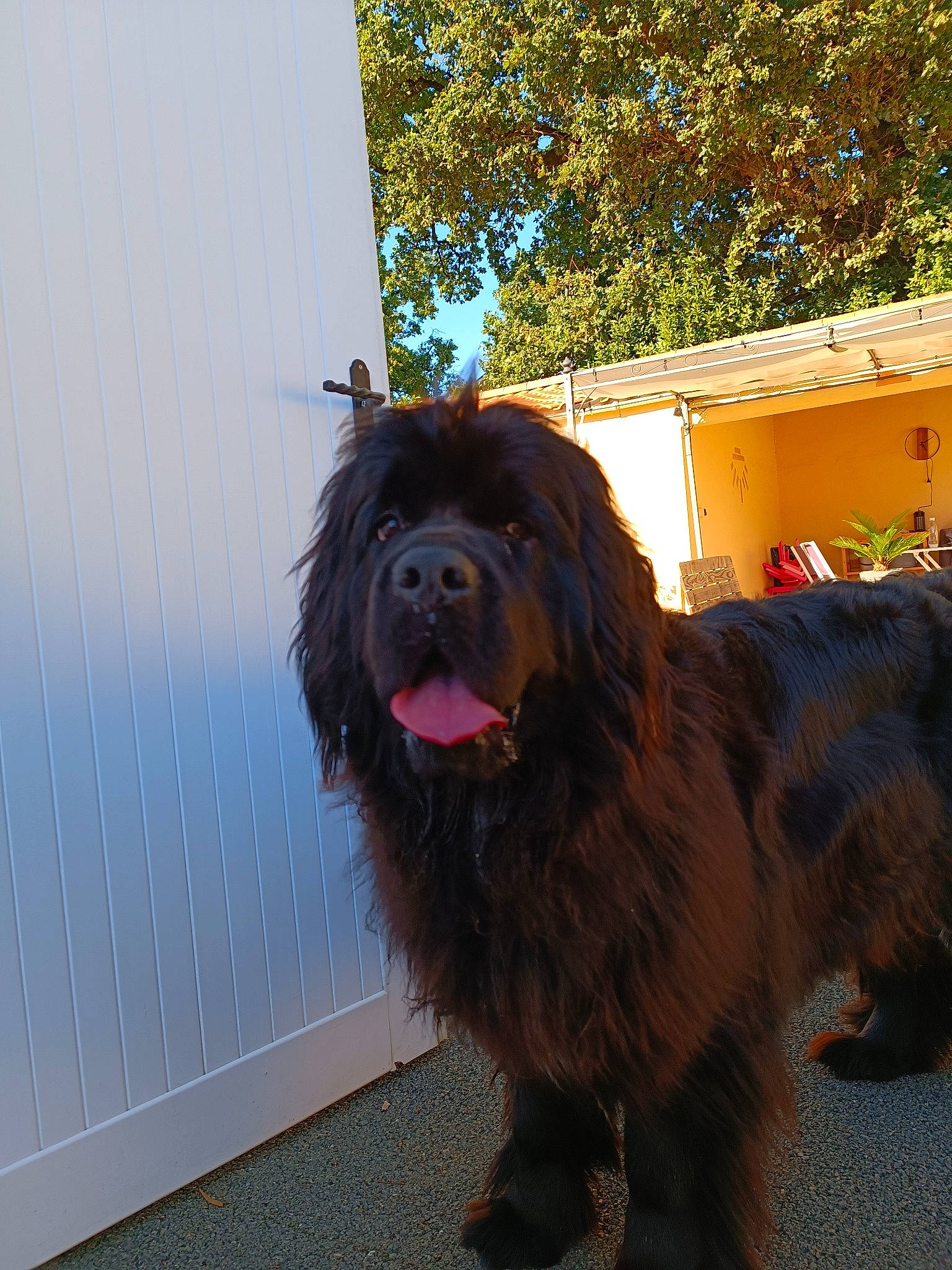 Roxy participe au concours pour gagner de l'argent avec cette photo : ancient_dog_breeds, canidae, carnivore, companion_dog, dog, dog_breed, dog_collar, fawn, fur, gaddi_kutta, giant_dog_breed, guard_dog, herding_dog, liver, sky, snout, sporting_group, tree, working_animal, working_dog