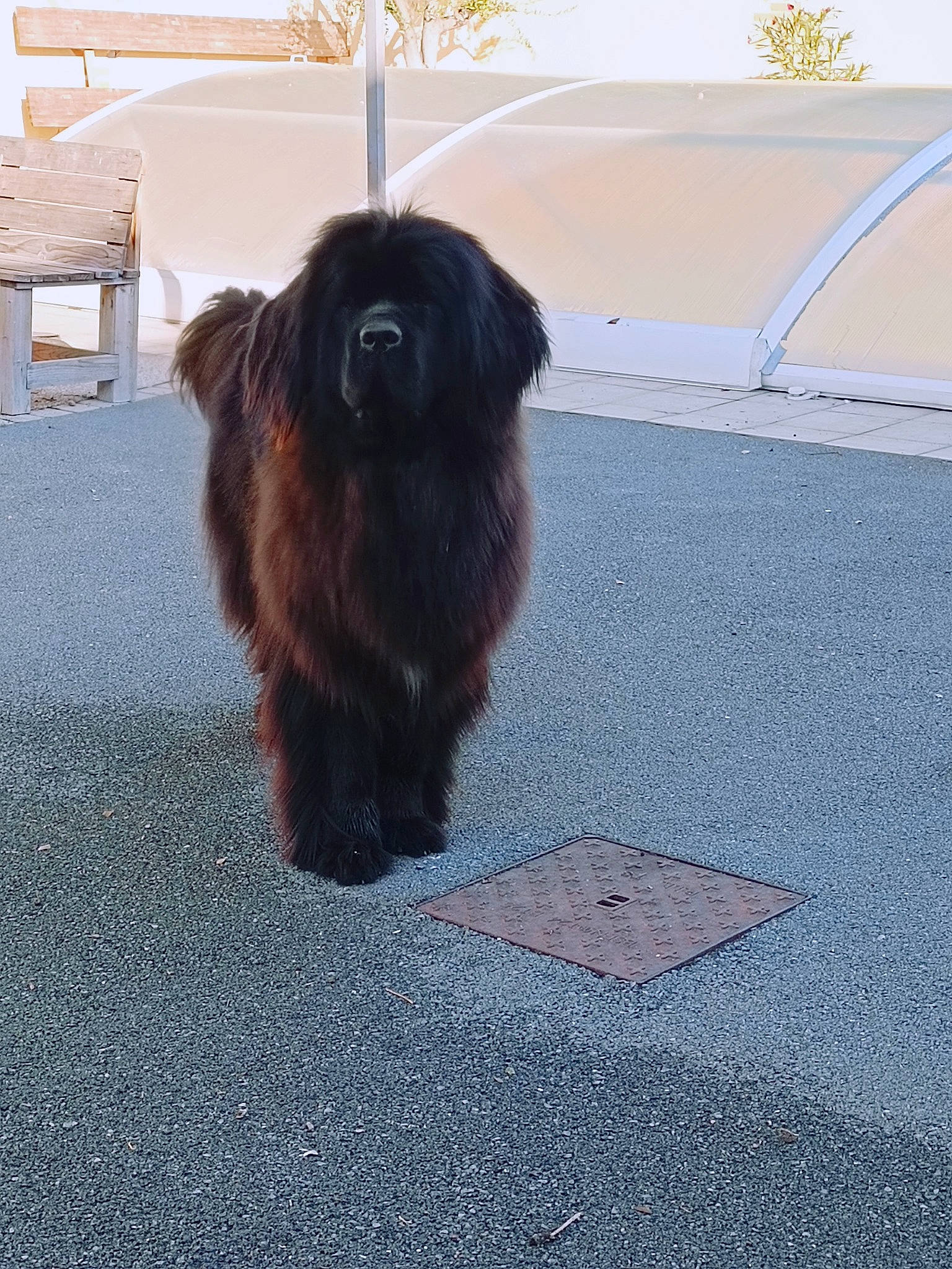 Roxy participe au concours pour gagner de l'argent avec cette photo : asphalt, canidae, carnivore, companion_dog, dog, dog_breed, fawn, flooring, fur, liver, pekingese, road_surface, sidewalk, tail, tar, tints_and_shades, toy_dog, tree, whiskers, working_animal