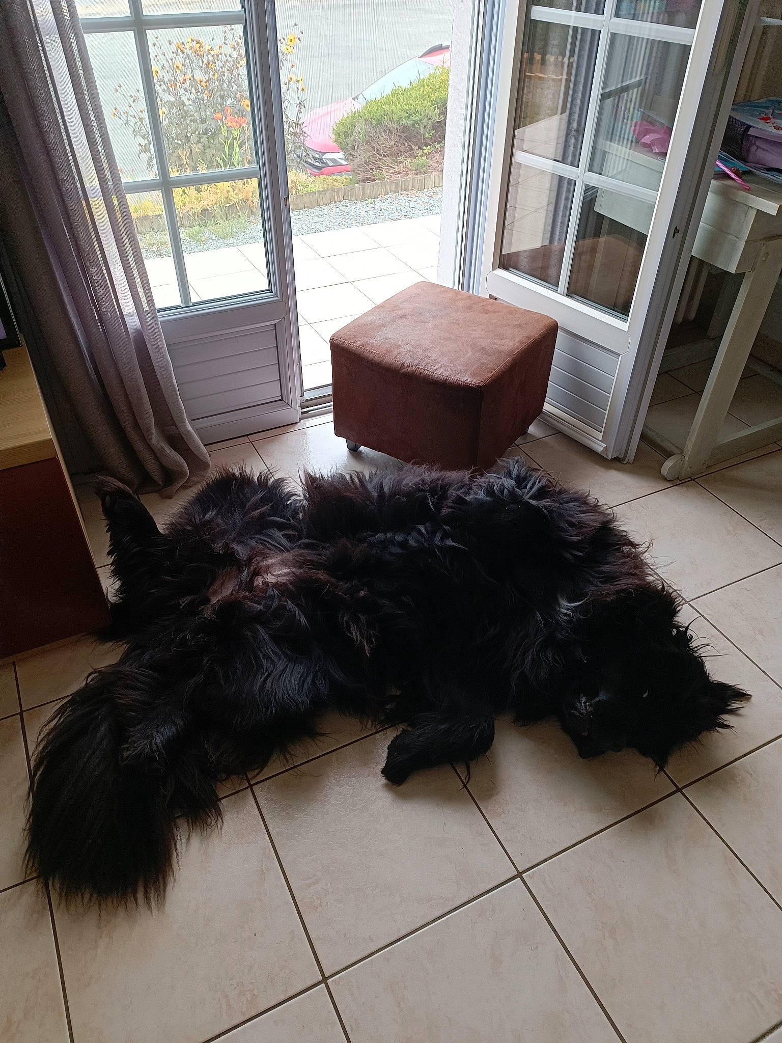 Roxy participe au concours pour gagner de l'argent avec cette photo : canidae, carnivore, chair, companion_dog, curtain, dog, dog_breed, floor, flooring, fur, hardwood, home, living_room, plant, porch, sporting_group, tail, terrier, window, wood