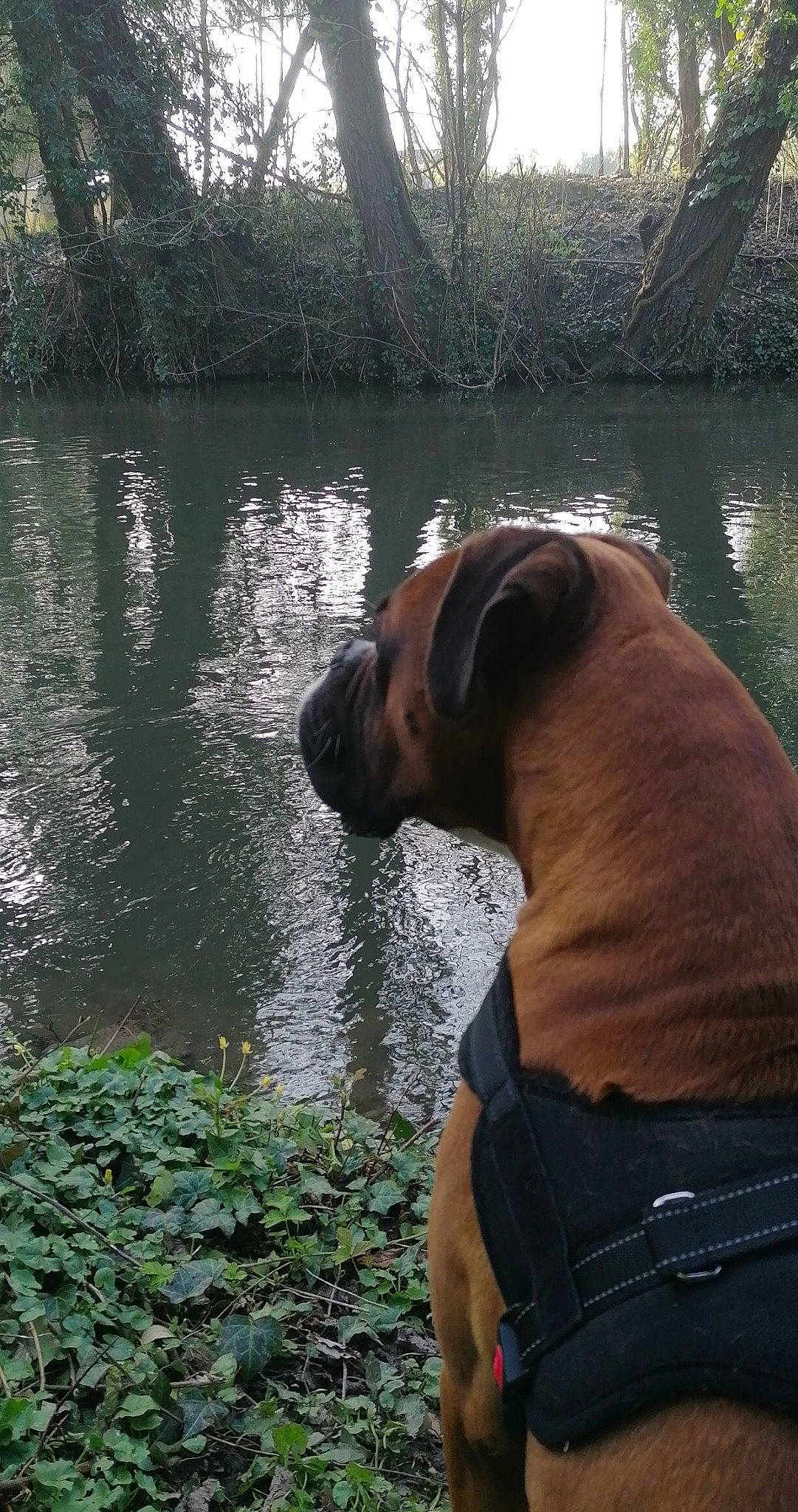 Eliot participe au concours pour gagner de l'argent avec cette photo : carnivore, collar, companion_dog, dog, dog_breed, dog_collar, fawn, grass, lake, liver, plant, snout, sporting_group, sunglasses, tail, tree, vertebrate, water, wildlife, working_animal