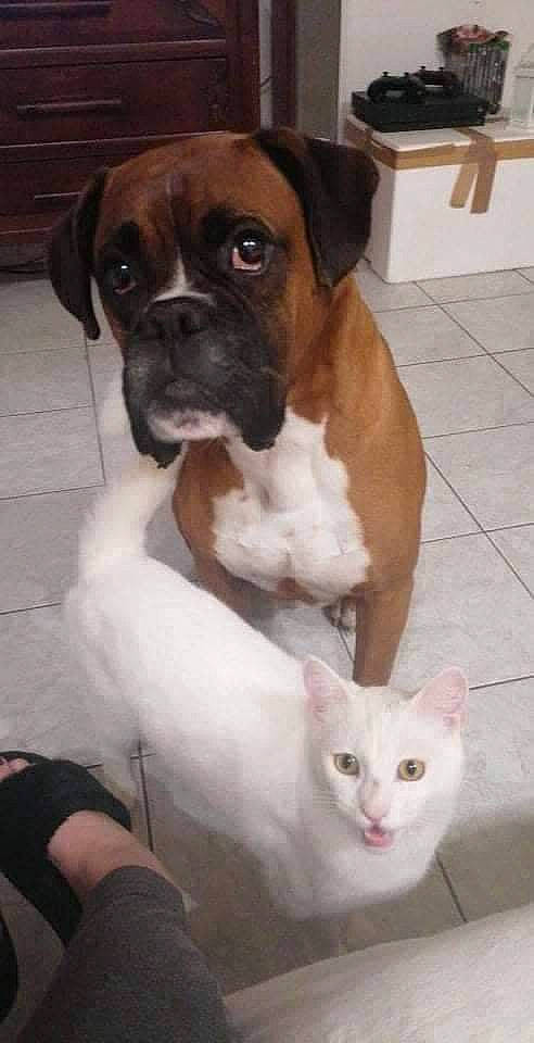 Eliot participe au concours pour gagner de l'argent avec cette photo : boxer, carnivore, cat, companion_dog, dog, dog_breed, fawn, felidae, flooring, fur, hardwood, paw, small_to_medium_sized_cats, snout, sporting_group, tail, whiskers, white, working_animal, working_dog