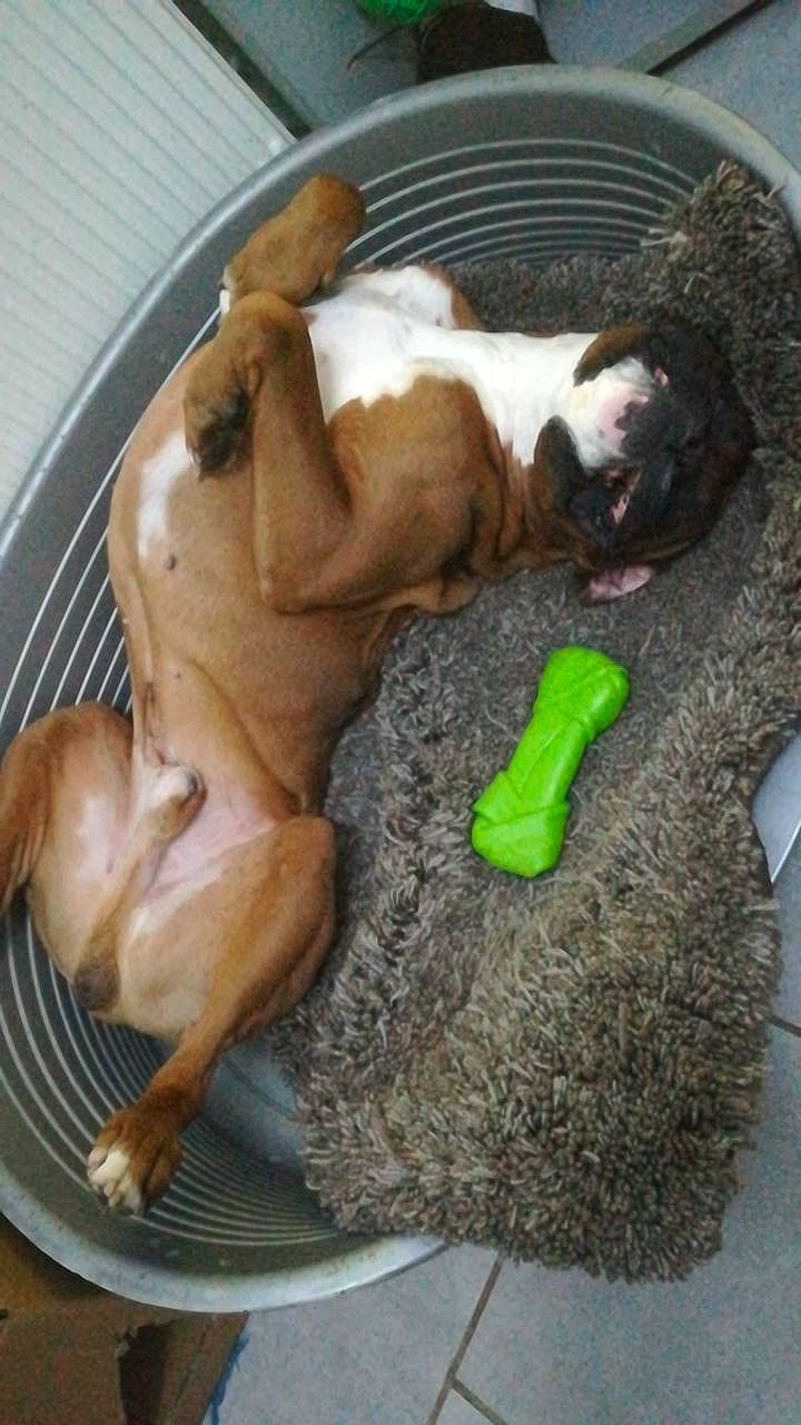 Eliot a rejoint le concours — aidez-le/la à gagner de superbes lots ! canidae, carnivore, comfort, companion_dog, dog, dog_bed, dog_breed, dog_supply, fawn, food, ingredient, liver, nap, pet_supply, recipe, snout, sporting_group, tableware, tail, working_animal