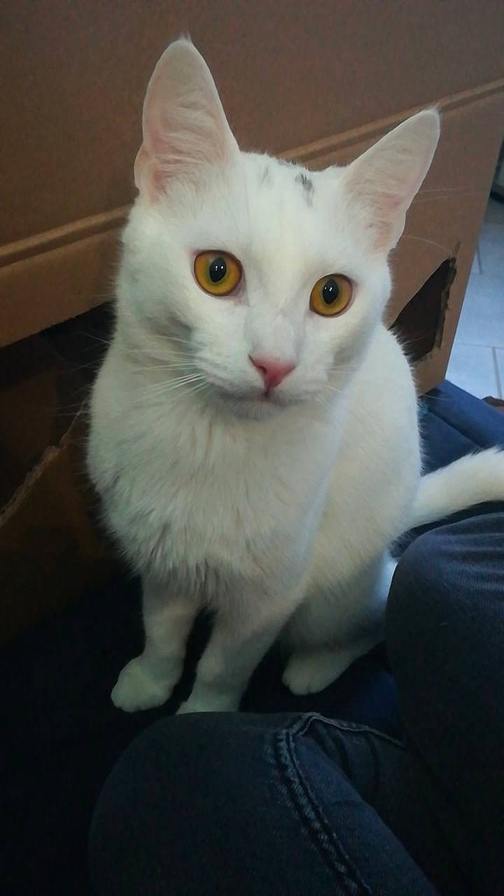 Smile participe au concours pour gagner de l'argent avec cette photo : carnivore, cat, claw, domestic_short_haired_cat, fawn, felidae, fur, paw, small_to_medium_sized_cats, snout, tail, whiskers