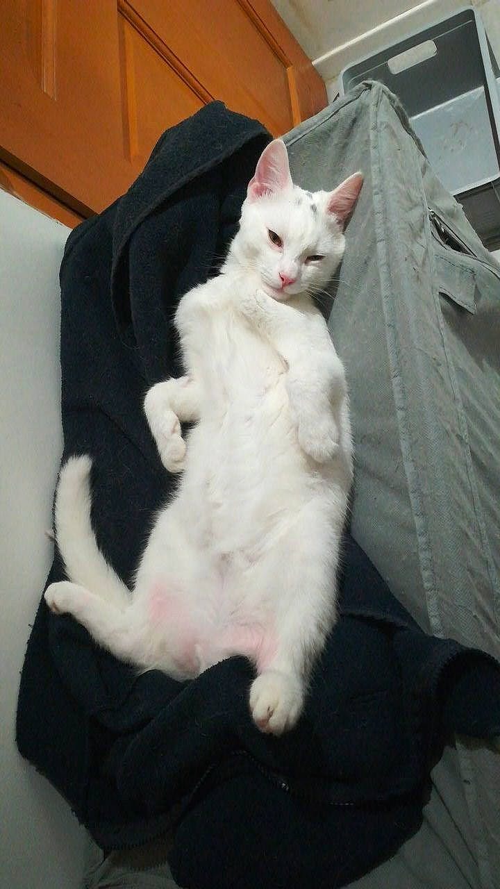 Smile a rejoint le concours — aidez-le/la à gagner de superbes lots ! carnivore, cat, comfort, domestic_short_haired_cat, fawn, felidae, fur, paw, small_to_medium_sized_cats, snout, tail, whiskers