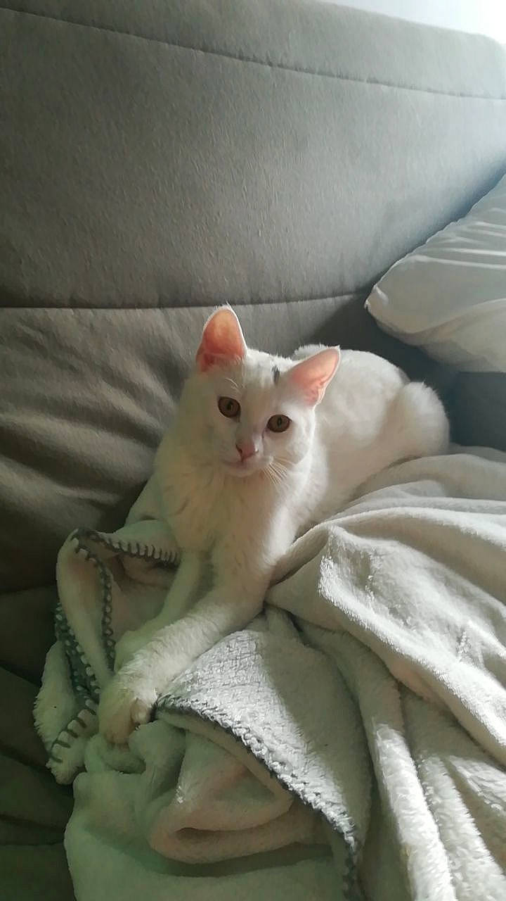 Smile a rejoint le concours — aidez-le/la à gagner de superbes lots ! bed, bedding, carnivore, cat, comfort, couch, domestic_short_haired_cat, fawn, felidae, fur, furniture, linens, paw, small_to_medium_sized_cats, snout, tail, terrestrial_animal, whiskers, wood