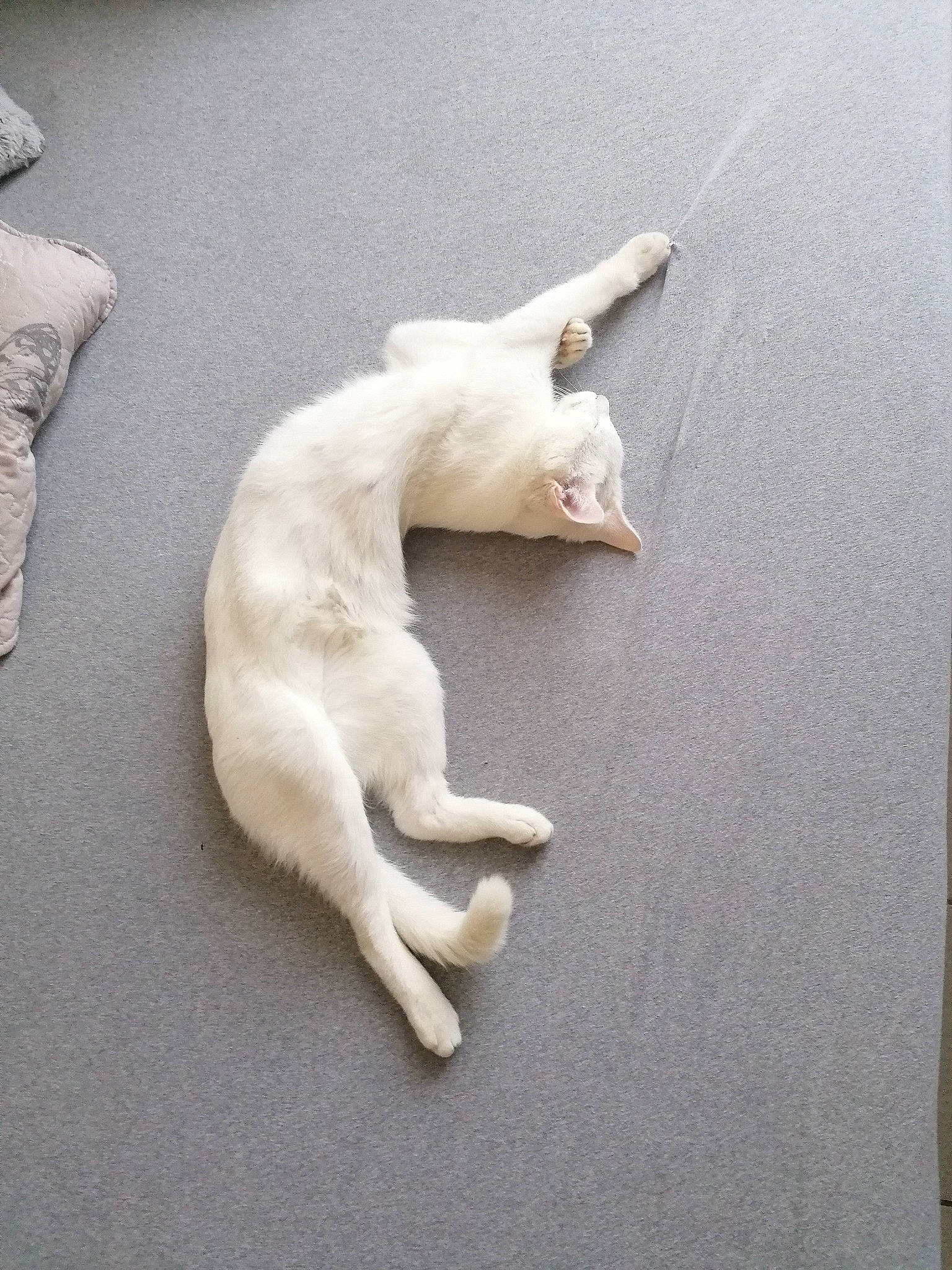 Smile a rejoint le concours — aidez-le/la à gagner de superbes lots ! art, canidae, carnivore, comfort, companion_dog, dog, dog_breed, fawn, felidae, flooring, non_sporting_group, paw, retriever, small_to_medium_sized_cats, sporting_group, street_dog, tail, wood, working_animal