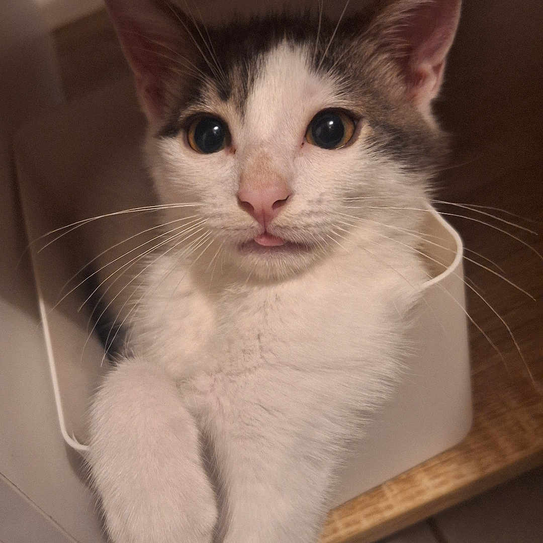 Steeve a rejoint le concours — aidez-le/la à gagner de superbes lots ! animal, cat, close_up, container, curious, cute, domestic_animal, feline, floor, indoor, paw, pet, playful, relaxed, small_space, tongue_out, whiskers, white_cat, wooden_surface, young_cat