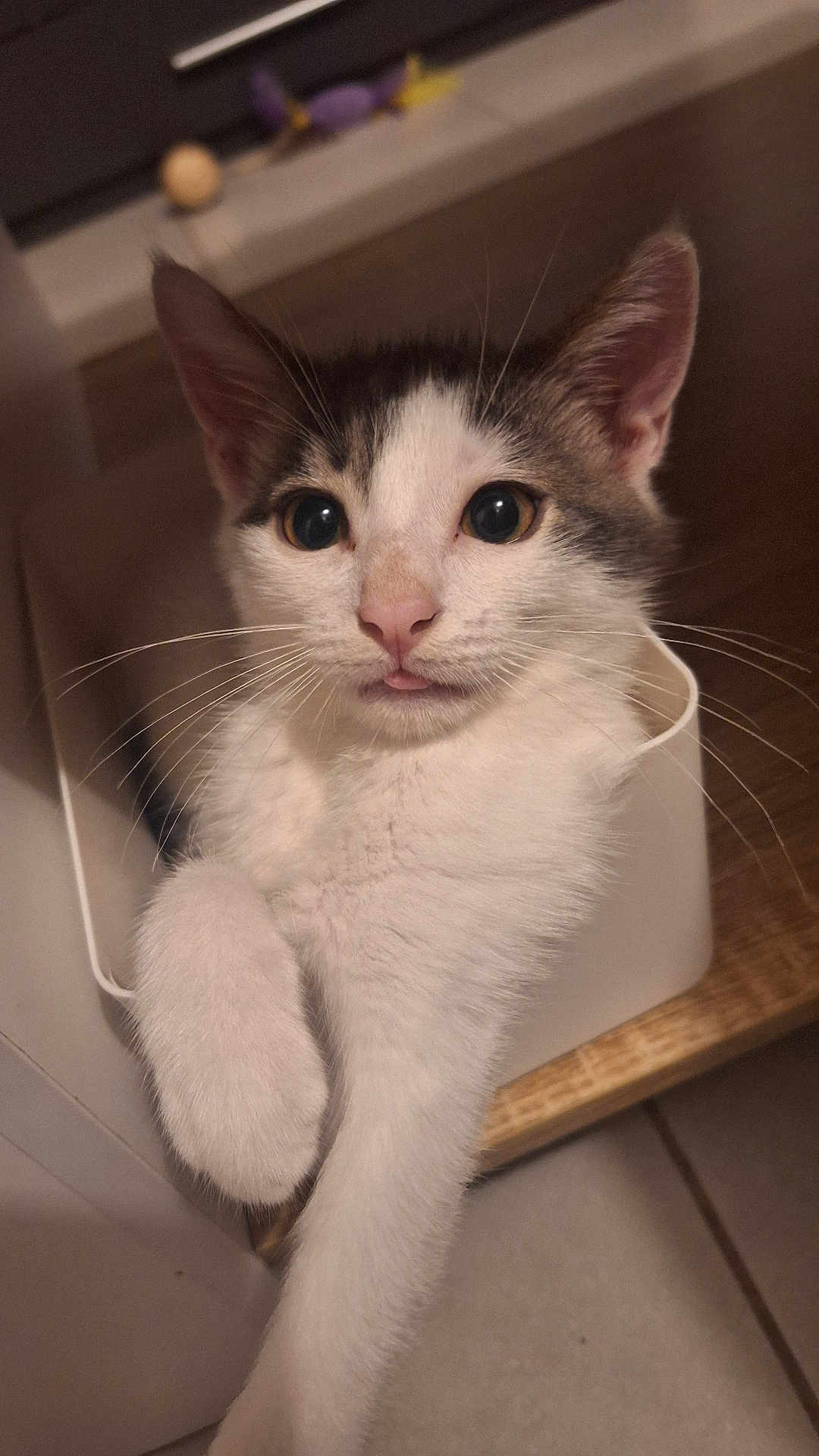 Steeve a rejoint le concours — aidez-le/la à gagner de superbes lots ! cat, pet, white_cat, curious, indoor, container, paw, tongue_out, close_up, feline, whiskers, cute, playful, domestic_animal, animal, young_cat, wooden_surface, floor, relaxed, small_space