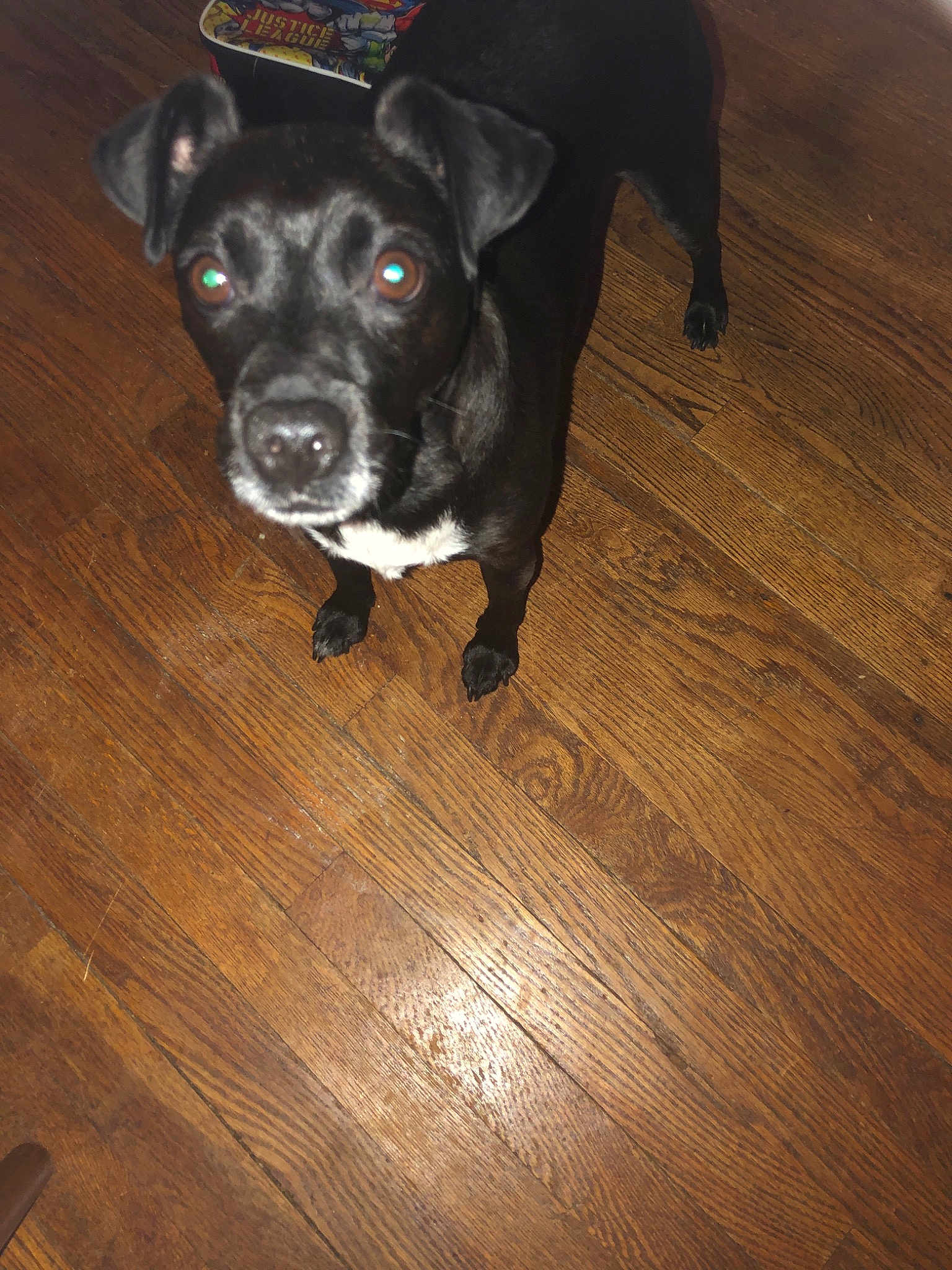 Ozzie
