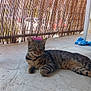 Sasuke a rejoint le concours — aidez-le/la à gagner de superbes lots ! animal, background_objects, bamboo_fence, calm, cat, concrete_floor, domestic_cat, feline, green_eyes, home, natural_light, outdoor, pet, quiet, relaxed, resting, shaded_area, striped, tabby_cat, texture