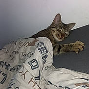 Sasuke participe au concours pour gagner de l'argent avec cette photo : animal, bedroom, blanket, cat, comfort, cozy, cute, face, fur, home, indoor, paw, pet, pillow, relaxed, resting, sleeping, tabby_cat, wall, whiskers