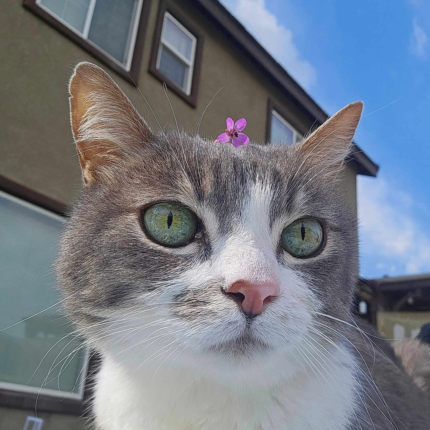 Mama is registered to the contest to win money with this photo: abyssinian, adult, angora, animal, architecture, building, cat, flower, geranium, housing, kitten, male, man, manx, outdoors, person, pet, plant, shelter, window
