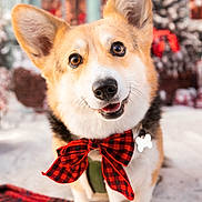 Holy participe au concours pour gagner de l'argent avec cette photo : corgi, dog, pet, bow_tie, red, black, checkered, cute, portrait, animal, ears, fur, smiling, holiday, decor, indoor, blanket, collar, leash, friendly