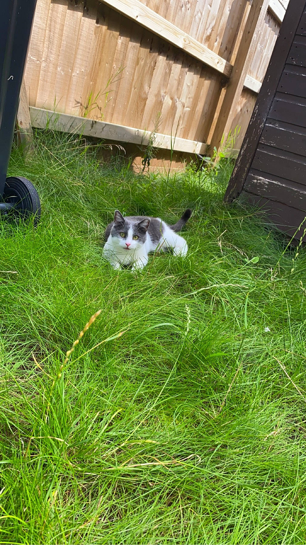 Romy is registered to the contest to win money with this photo: backyard, carnivore, cat, companion_dog, dog_breed, felidae, garden, grass, groundcover, herb, herbaceous_plant, home_fencing, lawn, pasture, plant, small_to_medium_sized_cats, tail, whiskers, wood, yard