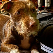 Bubba is registered to the contest to win money with this photo: dog, puppy, brown_fur, scruffy_fur, floppy_ears, large_eyes, pink_nose, paws, close_up, portrait, indoor, warm_lighting, sitting, lying_down, pet, animal, cute, curious, laundry, home