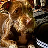dog, puppy, brown_fur, scruffy_fur, floppy_ears, large_eyes, pink_nose, paws, close_up, portrait, indoor, warm_lighting, sitting, lying_down, pet, animal, cute, curious, laundry, home