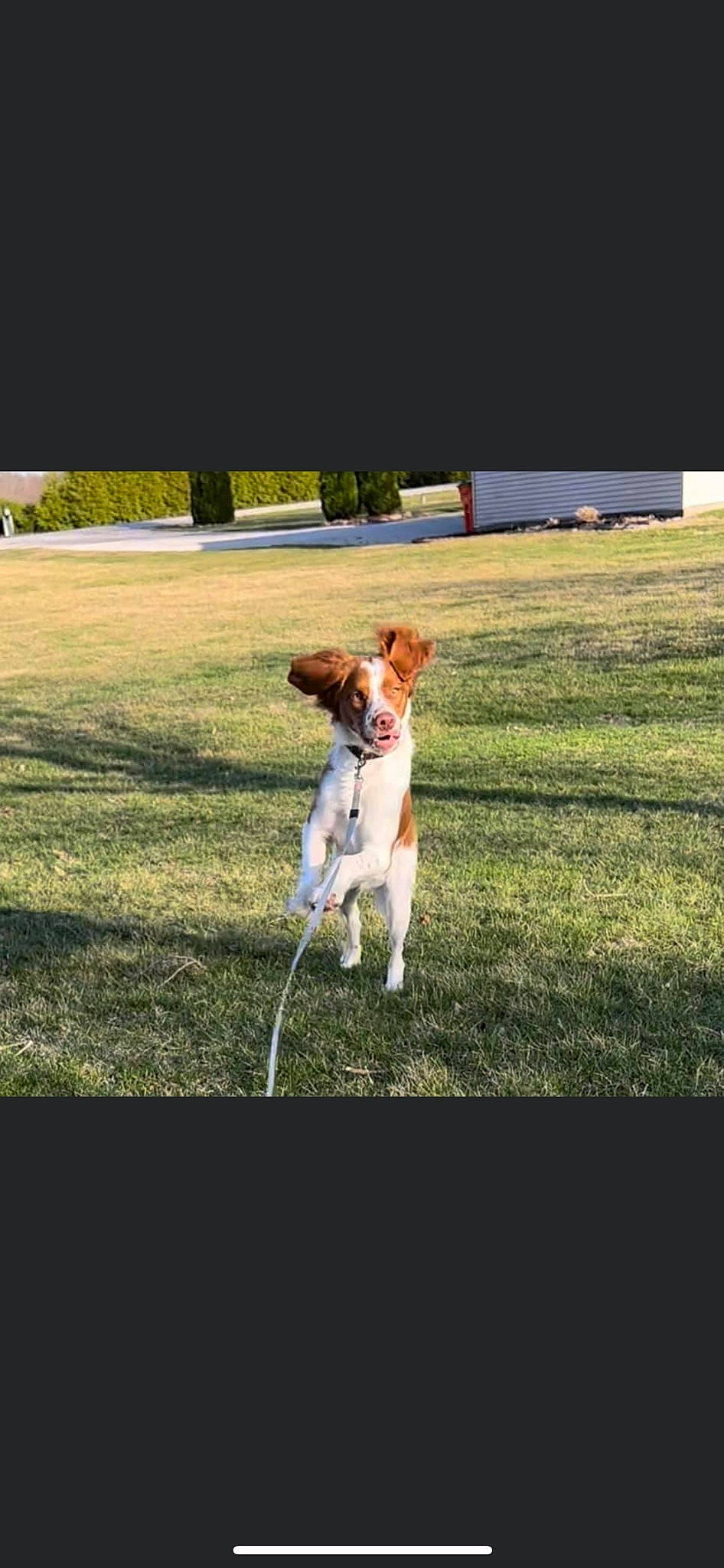Waylon joined the competition — help win amazing prizes! ancient_dog_breeds, canidae, carnivore, companion_dog, dog, dog_breed, fawn, grass, grassland, landscape, lawn, non_sporting_group, pasture, plant, shadow, sporting_group, tail, terrier, toy_dog, tree