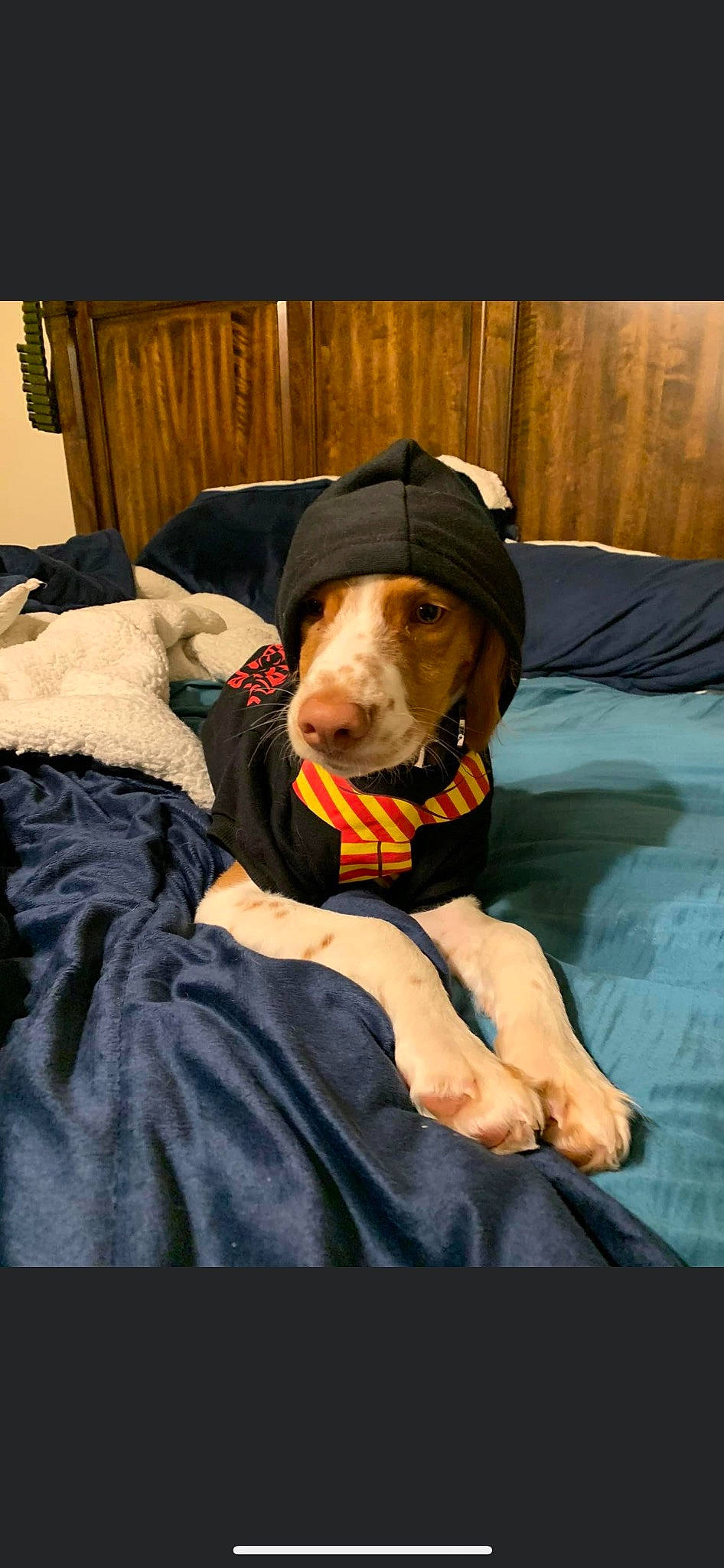 Waylon joined the competition — help win amazing prizes! adventure, canidae, carnivore, collar, comfort, companion_dog, couch, dog, dog_breed, dog_clothes, dog_collar, dog_supply, fawn, fur, guard_dog, linens, personal_protective_equipment, sitting, sporting_group, working_animal