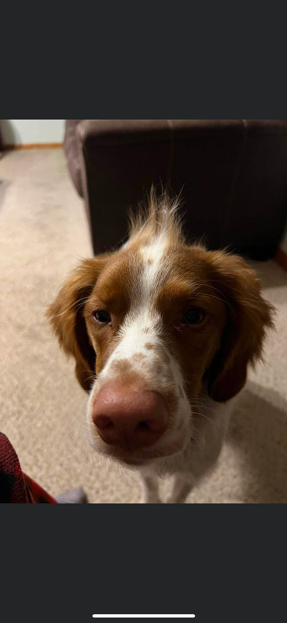 Waylon joined the competition — help win amazing prizes! canidae, carnivore, companion_dog, dog, dog_breed, ear, fur, gun_dog, hunting_dog, liver, snout, spaniel, sporting_group, terrestrial_animal, whiskers, wood, working_animal