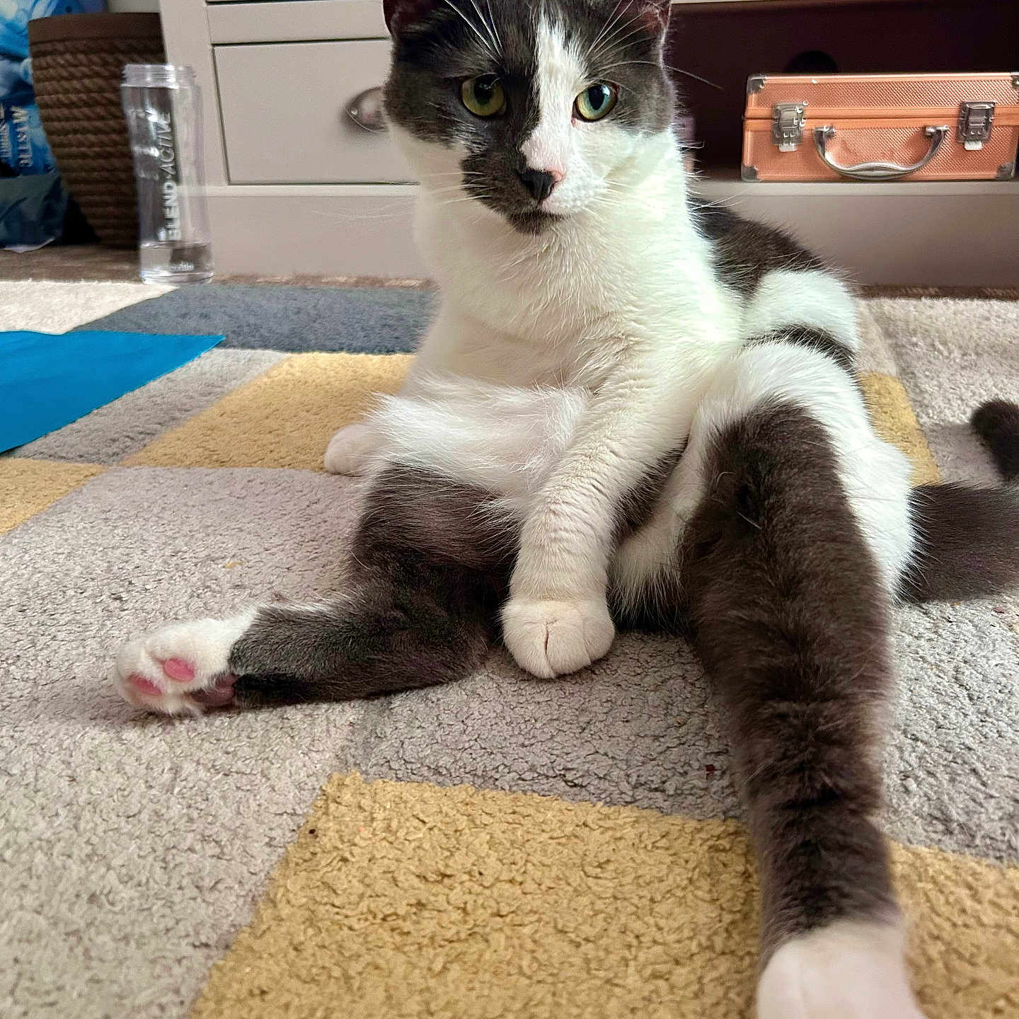 Julia joined the competition — help win amazing prizes! cat, indoor, carpet, furniture, pet, relaxed, stretching, black_and_white, curious, paw, dorm_room, water_bottle, cabinet, drawer, floor, household_items, cute, animal, feline, cozy