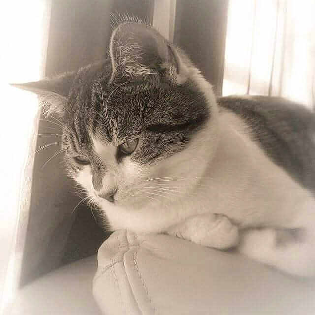 BLANCA