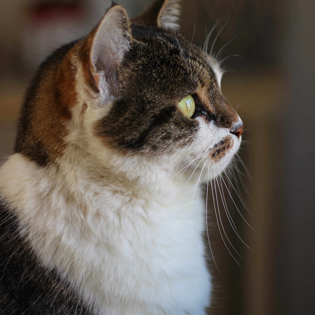 Blanca a rejoint le concours — aidez-le/la à gagner de superbes lots ! abyssinian, animal, cat, kitten, manx, pet, siamese