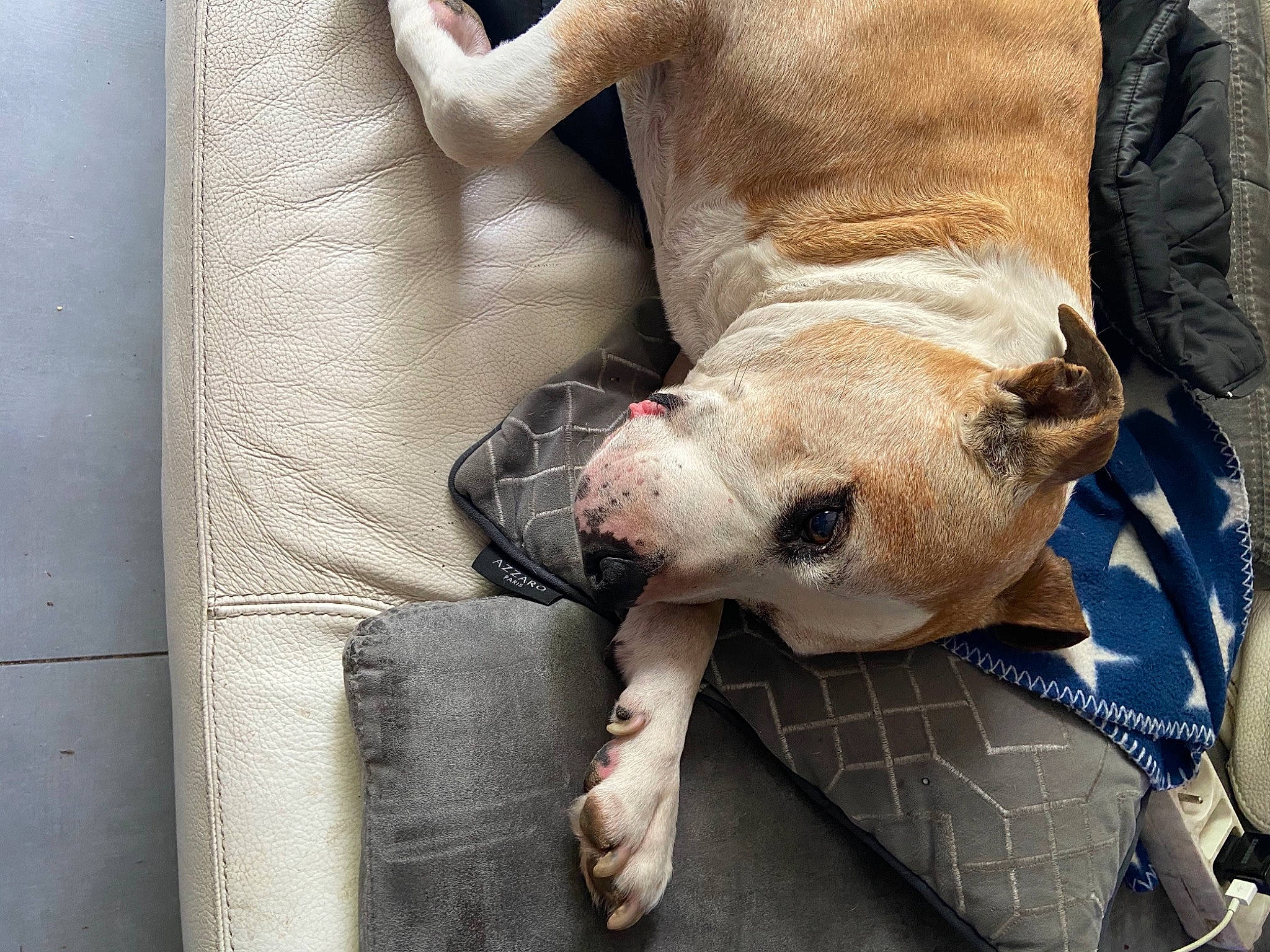 Sly a rejoint le concours — aidez-le/la à gagner de superbes lots ! canidae, carnivore, comfort, companion_dog, dog, dog_breed, ear, fawn, foot, fur, grey, nap, paw, snout, sporting_group, tail, terrestrial_animal, whiskers, working_animal, wrinkle