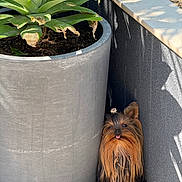 Tom participe au concours pour gagner de l'argent avec cette photo : dog, yorkshire_terrier, pet, plant_pot, plant, outdoor, sunlight, shadow, wall, corner, tongue_out, fur, small_dog, animal, cute, grass, garden, nature, relaxed, playful