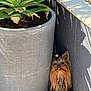 dog, yorkshire_terrier, pet, plant_pot, plant, outdoor, sunlight, shadow, wall, corner, tongue_out, fur, small_dog, animal, cute, grass, garden, nature, relaxed, playful